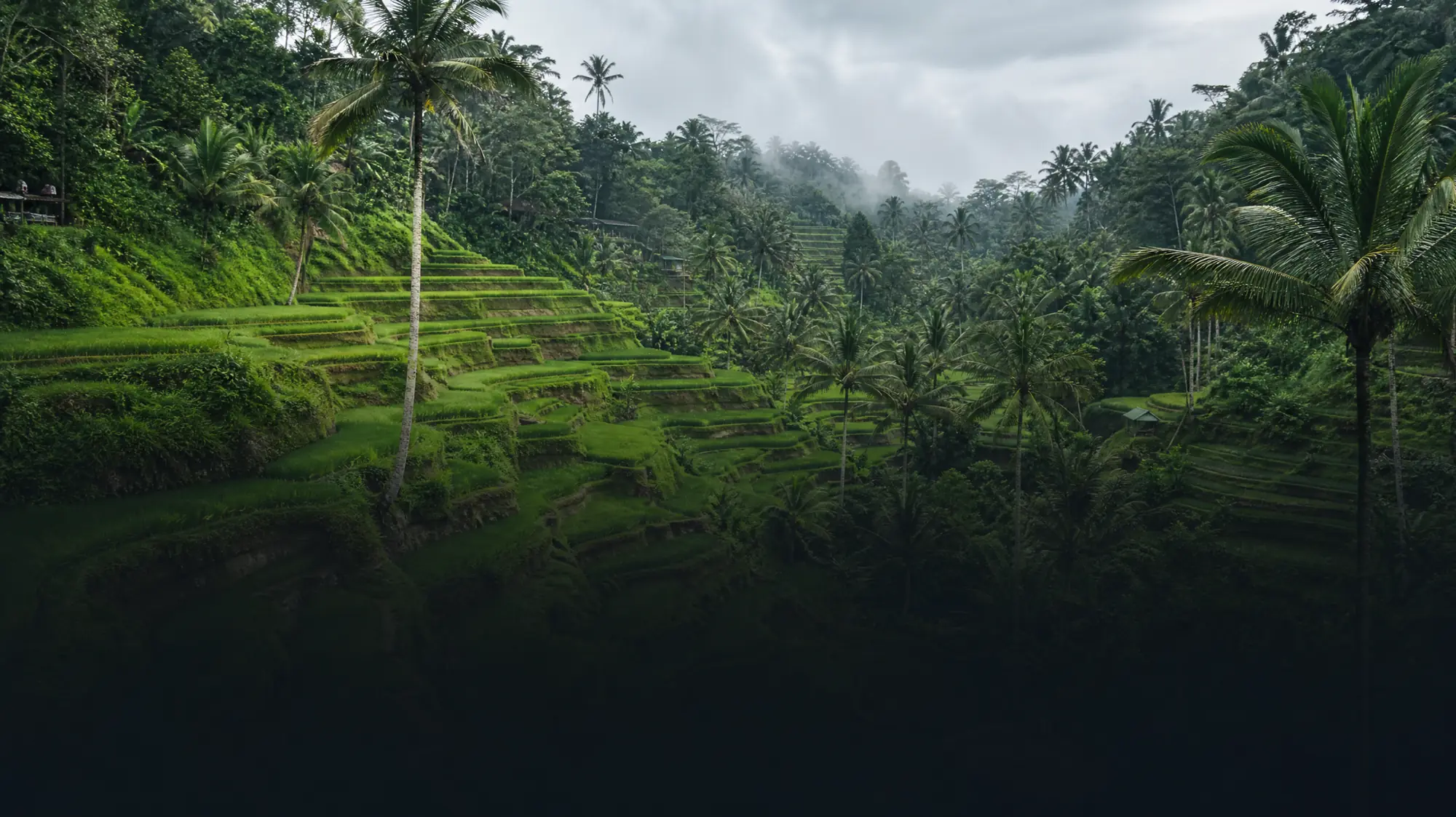 Explore an 8th-century agricultural landscape just north of Ubud. Walk the active farming paths, learn about the subak system, and compare guided tours.