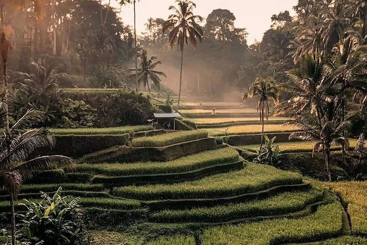 Lush green Tegalalang Rice Terraces at sunrise with palm trees