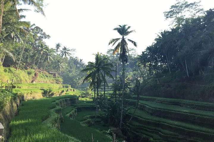 Lush green rice terraces surrounded by palm trees in Bali