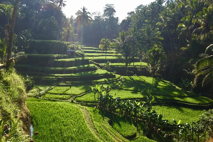 Sun shining over the vibrant Tegalalang Rice Terraces and palm trees